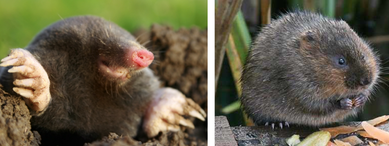 The Difference Between Moles And Voles DuVall Lawn Care