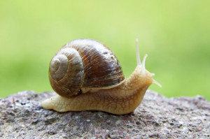 snails