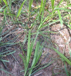 Nutsedge1