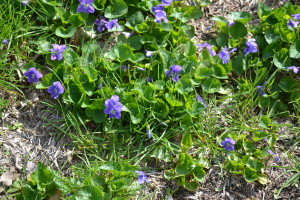 Wild-Violets