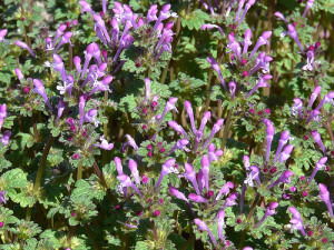 henbit