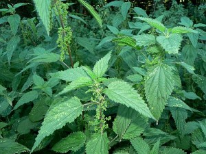 nettle