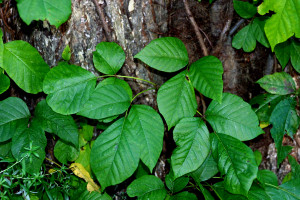 poisonivy