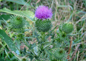 A purple thistle is growing in the grass.