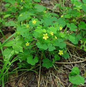 yellow-wood-sorrel